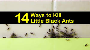 14 ways to kill little black ants