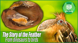 feather evolution