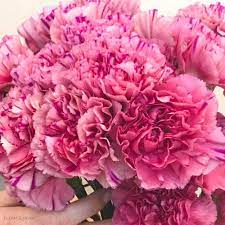 Includes basic info for each flower. Pink Carnations Bulk Fresh Diy Wedding Flowers Flower Moxie