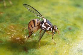 Check spelling or type a new query. Some Ways To Get Rid Of Pesky Fruit Flies Southeast Agnet
