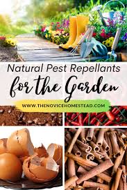 9 natural bug repellents for plants