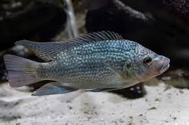 19 amazing fish similar to tilapia photos