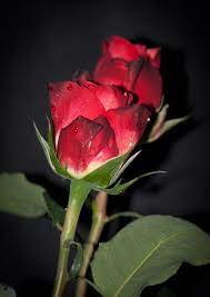 photo of red rose flower nature