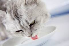 what-liquids-do-cats-like-to-drink