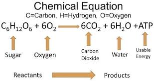 Solved Chemical Equation C Carbon H