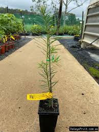 Buy Dwarf Plum Pine Rainforest Plant