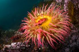 fish eating anemone urticina piscivora