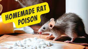 homemade rat poison get rid of mice in