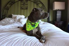 10 dog friendly texas hotels