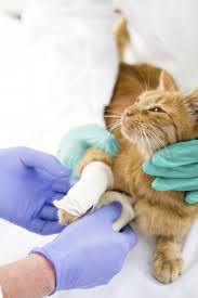 When is it an emergency, warning signs to look out for, and how to help what are emergency veterinarians? Emergency Vet In Rio Rancho Coronado Pet Hospital