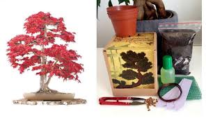 anese maple bonsai kit mega kit