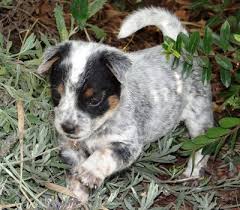 Information, photos and more about australian cattle dog puppies and australian cattle dog pups that may be. Queensland Heeler Puppy Dogs For Sale In Ventura County Southern California Adorable Heeler Puppies Puppies Heeler
