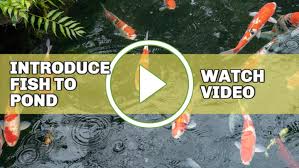 add fish to a backyard garden pond