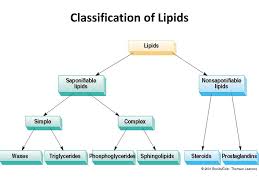 Lipids Ppt Download