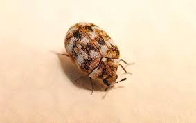 the commonly ignored carpet beetle