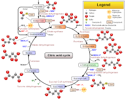 citric acid cycle wikipedia