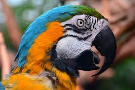 top 10 pet macaw parrot questions