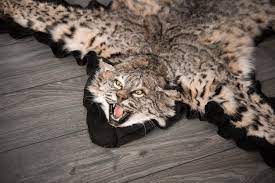 bobcat skin rugs furcanada