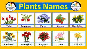 200 all plant names with pictures