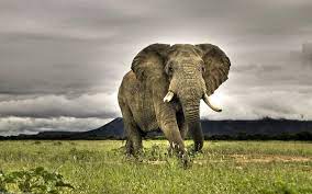 animals elephants HD wallpapers ...