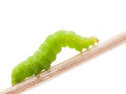 fruitworm control tips for controlling