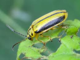 Have You Seen The Elm Leaf Beetle The Riotact