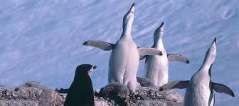 Emperor penguin facts for kids video. All About Penguins Communication Seaworld Parks Entertainment