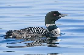 The american unicorn is said to purify water and air. Facts About The Common Loon Live Science