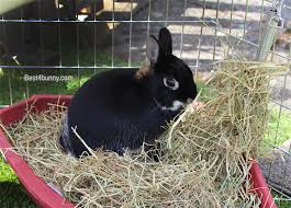 to encourage your rabbit to eat hay