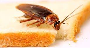 roaches are bad for your health