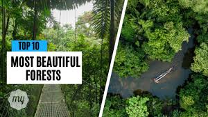 10 most beautiful forests in the world