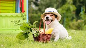 What Vegetables Can Dogs Eat Forbes