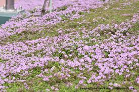 is it the right time for a thyme lawn