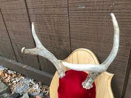 Mounted Real Deer Antlers Vintage Red