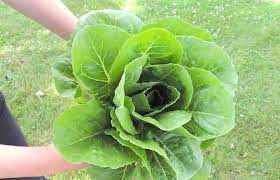 when and how to harvest romaine lettuce