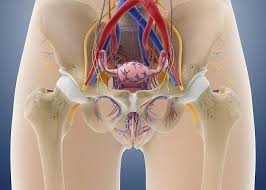 Complete coverage of both conventional and endoscopic surgeries helps you master the full spectrum of surgical procedures. Female Pelvic Anatomy Artwork Photograph By Science Photo Library