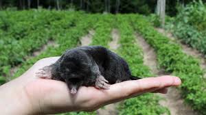 keep moles out of your yard and garden