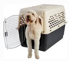 best dog crates type to get complete