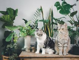 Houseplants And Pets Bath Cats Dogs