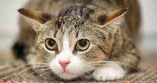 Black or brownish spots on any exposed skin on your cat's face. Feline Rhinitis Causes Symptoms And Treatments Trudell Animal Health