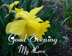 Romantic evening flowers for her. Beautiful Yellow Flower With Good Evening Wishing Pix Trends