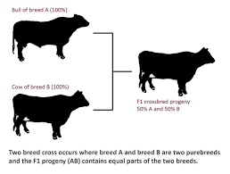 Cross Breeding Systems For Beef Cattle