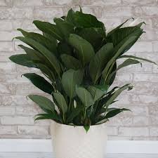 Get Peace Lily Assorted Sizes In Mi At