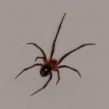 Spiders In Florida Species Pictures