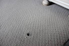 faq s carpet repair san jose