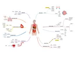 Figure 1 shows the position of the heart within the thoracic cavity. Human Body Anatomy Mind Map