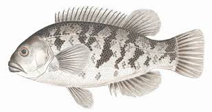 Learn About Tautog Mass Gov