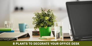 8 plants to decorate your office desk