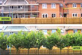Use Screening Trees To Provide Garden