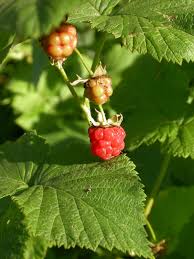 Rubus idaeus L. | Plants of the World Online | Kew Science